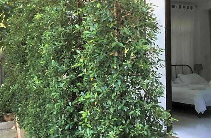 Many Trees Hotel
